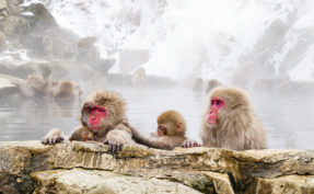 Snow monkeys sitting in the hot springs