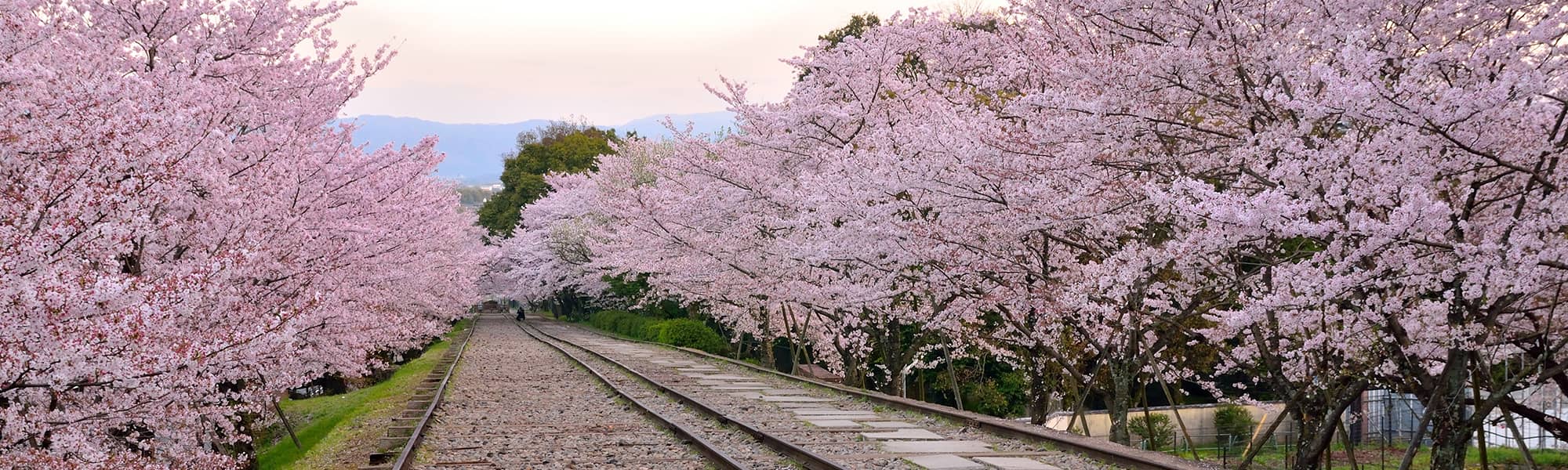 Japan Cherry Blossom Season