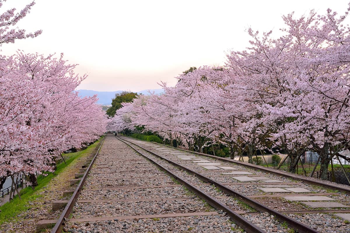 桜咲き誇る春の旅行におすすめの町家