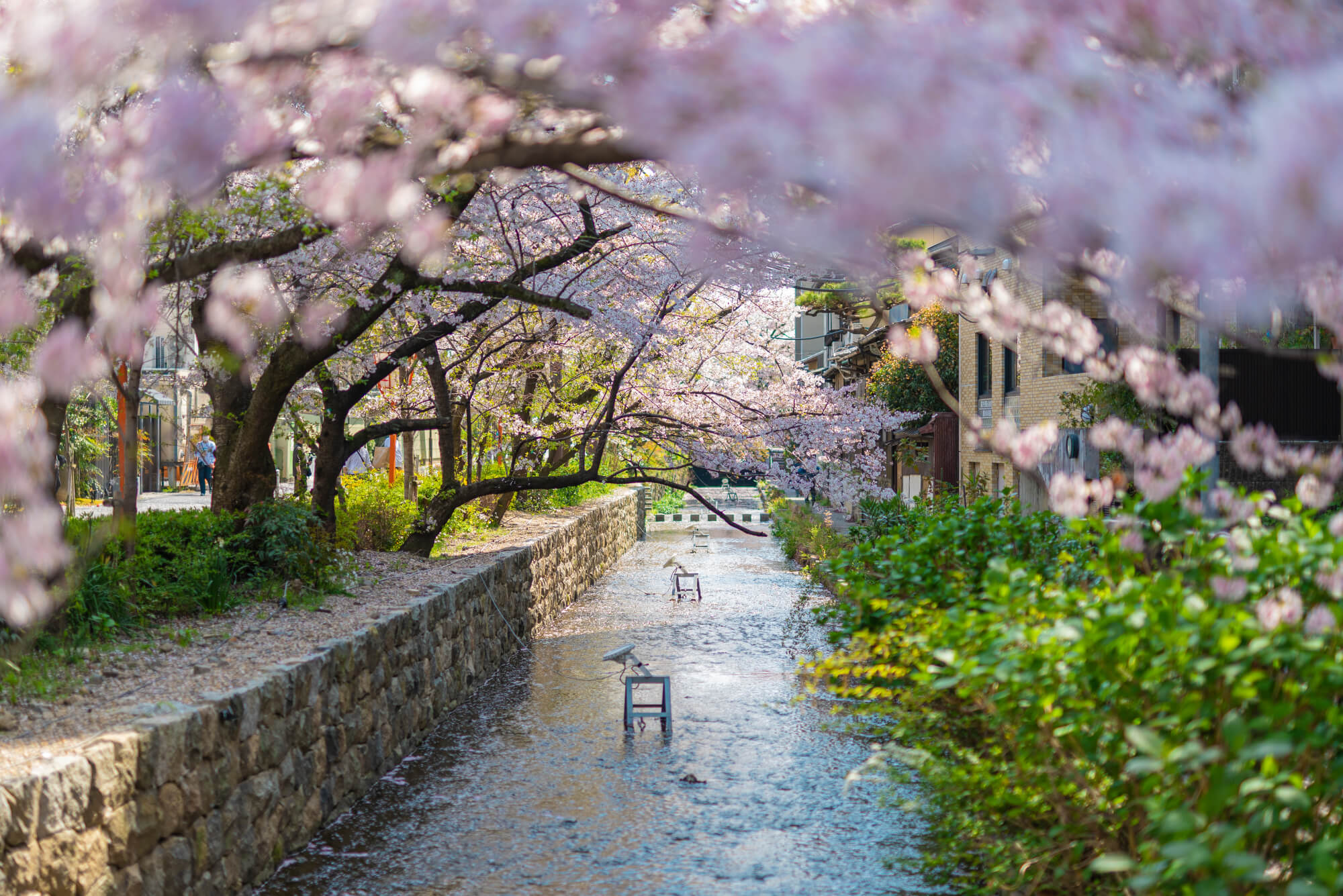 桜咲き誇る春の旅行におすすめの町家